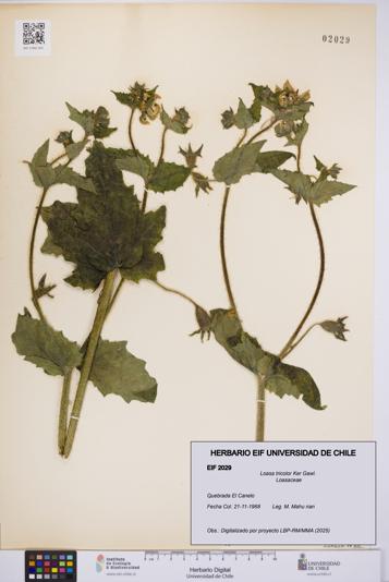 Loasa tricolor [Espécimen: UCH:EIF:0002029]