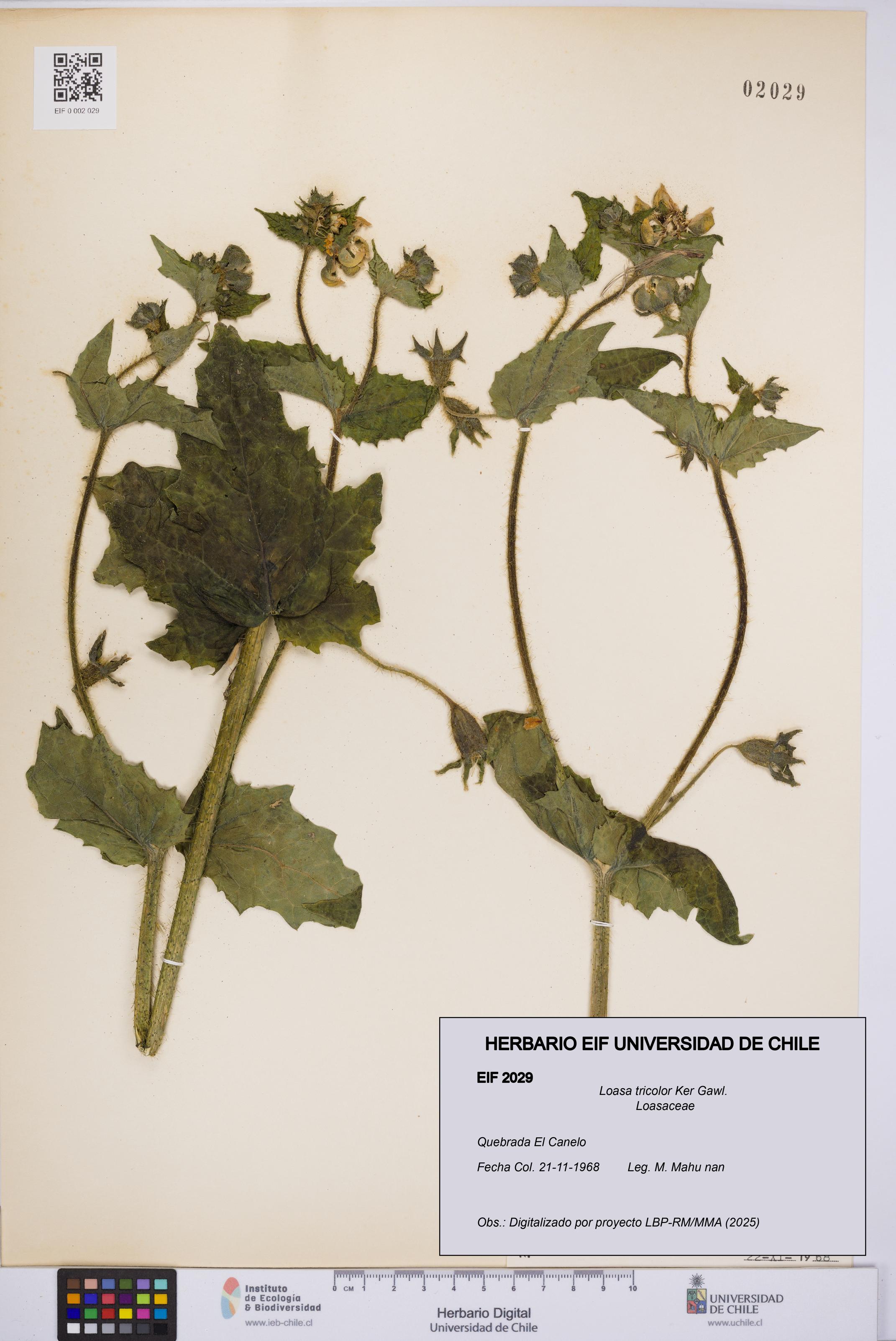 Loasa tricolor [Espécimen: UCH:EIF:0002029]