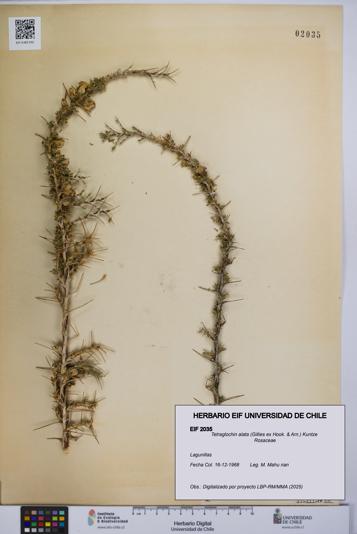 Tetraglochin alata [Espécimen: UCH:EIF:0002035]