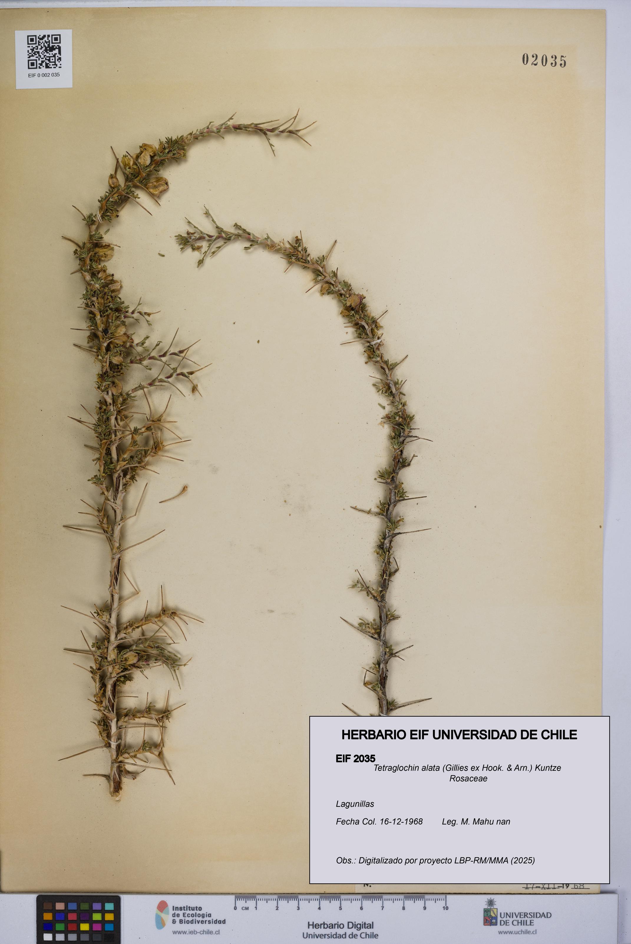 Tetraglochin alata [Espécimen: UCH:EIF:0002035]