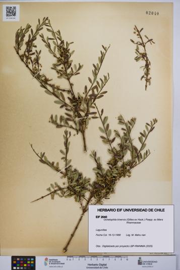 Ochetophila trinervis [Espécimen: UCH:EIF:0002040]