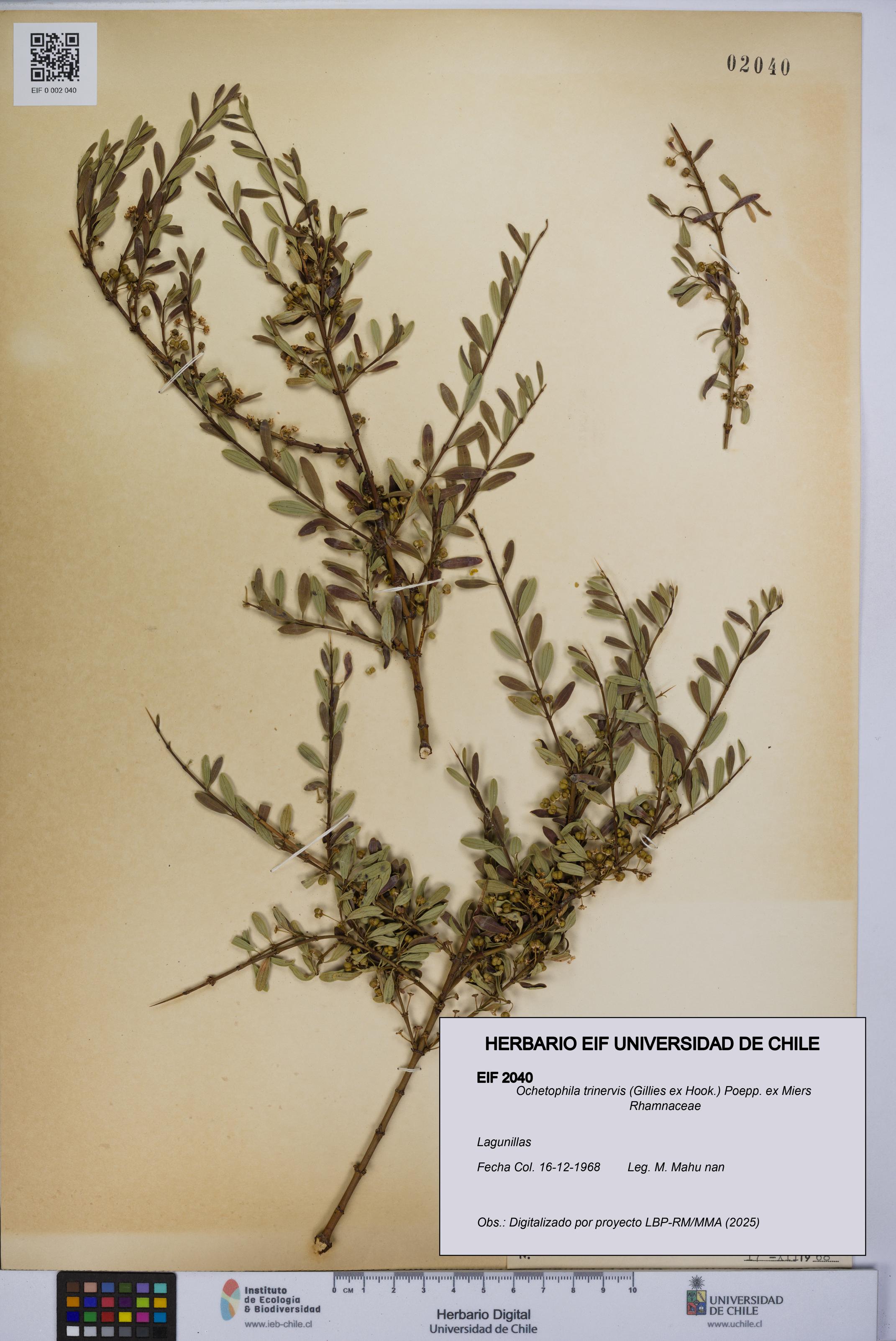 Ochetophila trinervis [Espécimen: UCH:EIF:0002040]