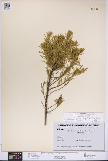 Baccharis linearis [Espécimen: UCH:EIF:0002043]