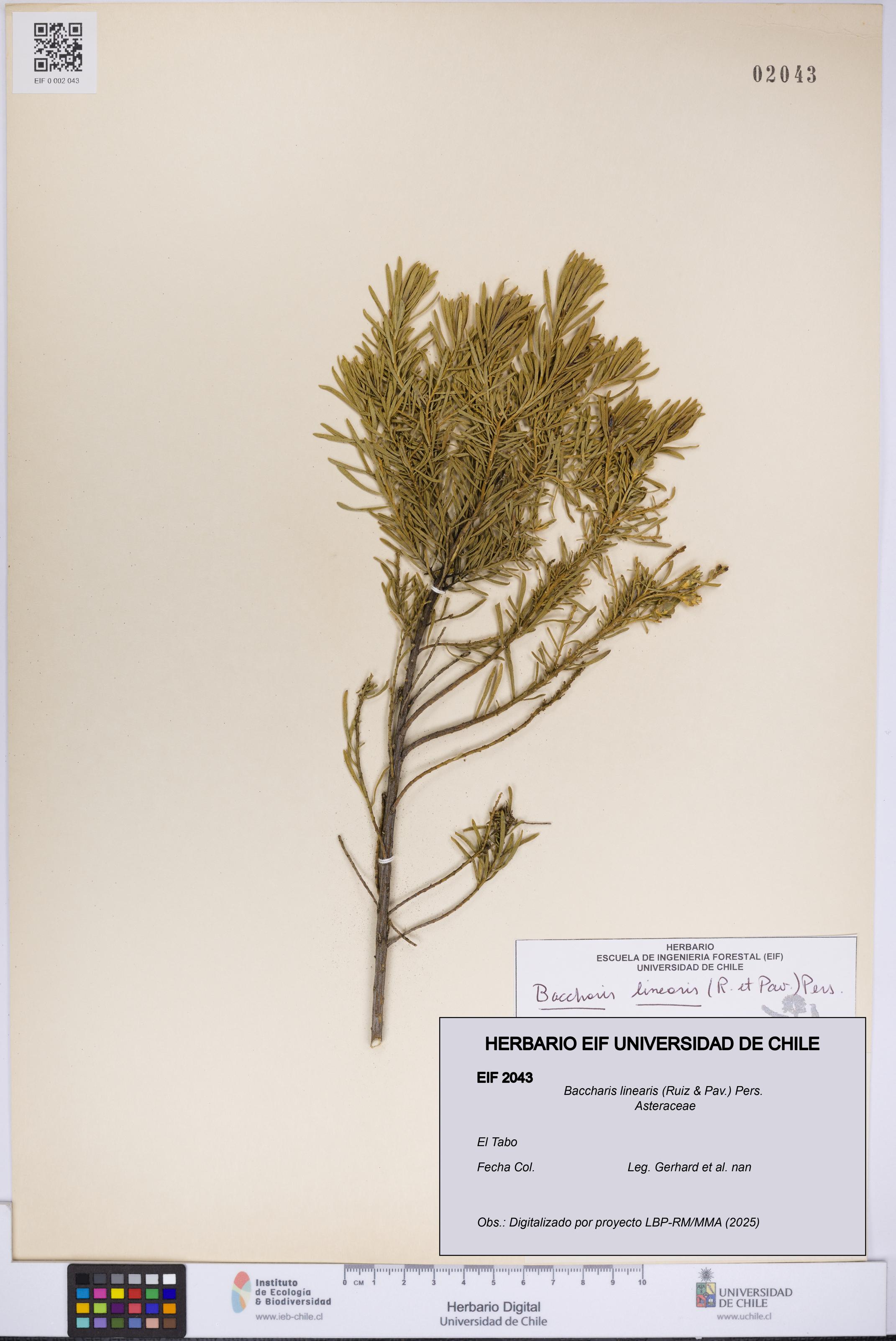 Baccharis linearis [Espécimen: UCH:EIF:0002043]