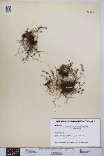 Cheilanthes hypoleuca [Espécimen: UCH:EIF:0002051]