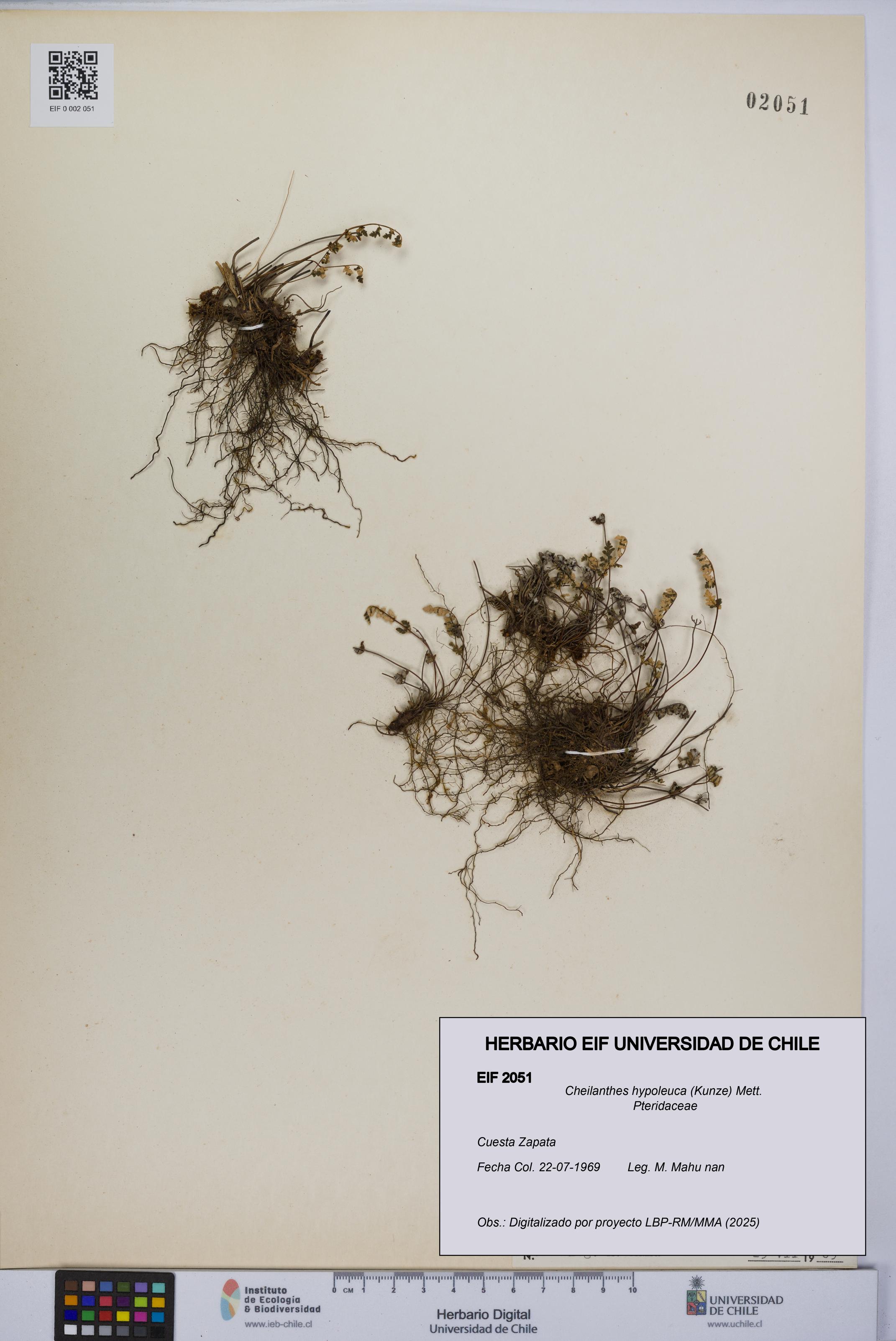Cheilanthes hypoleuca [Espécimen: UCH:EIF:0002051]