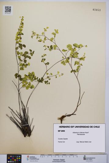 Adiantum chilense [Espécimen: UCH:EIF:0002053]