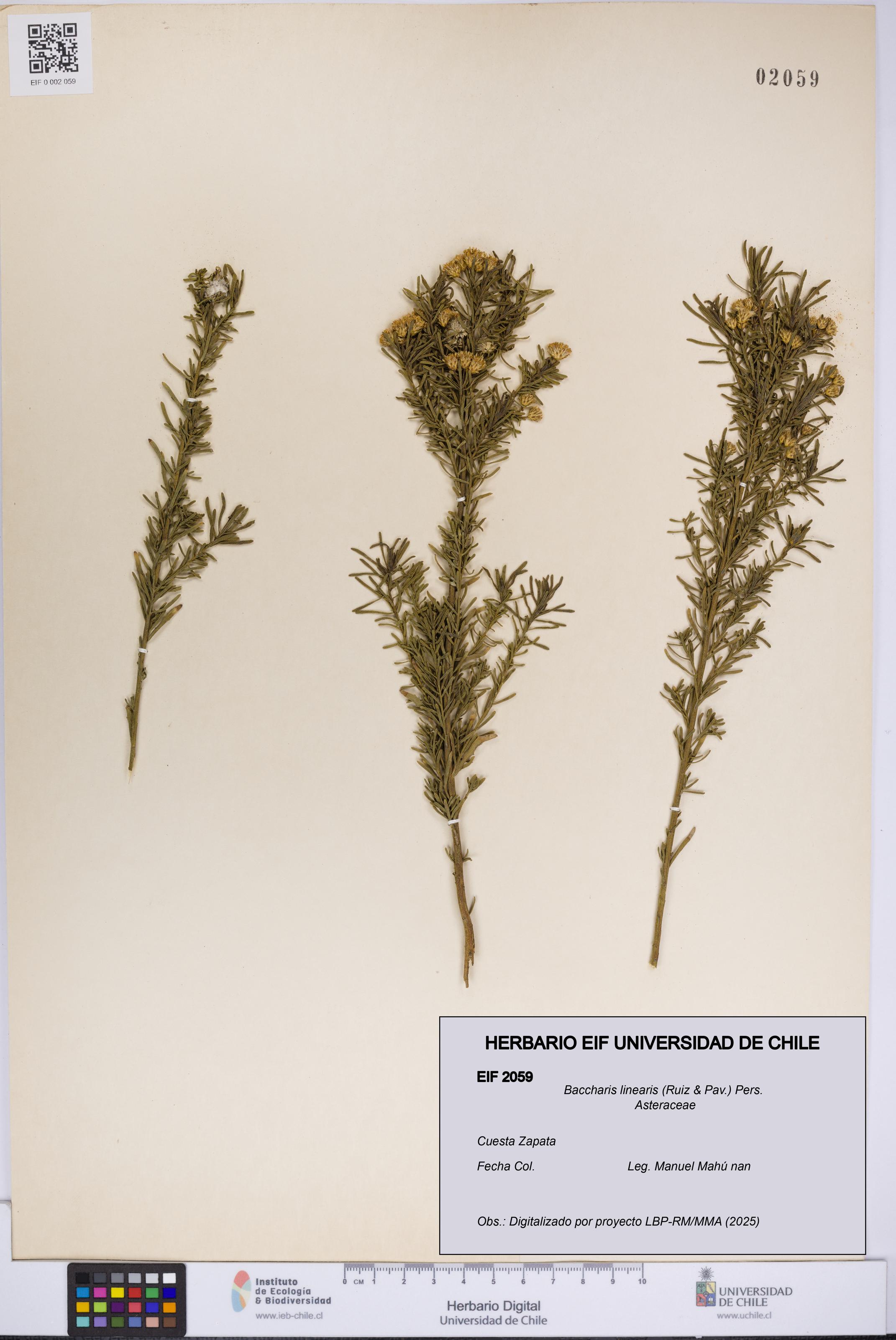 Baccharis linearis [Espécimen: UCH:EIF:0002059]
