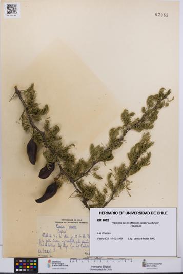 Vachellia caven [Espécimen: UCH:EIF:0002062]