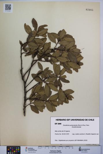 Escallonia pulverulenta [Espécimen: UCH:EIF:0002065]