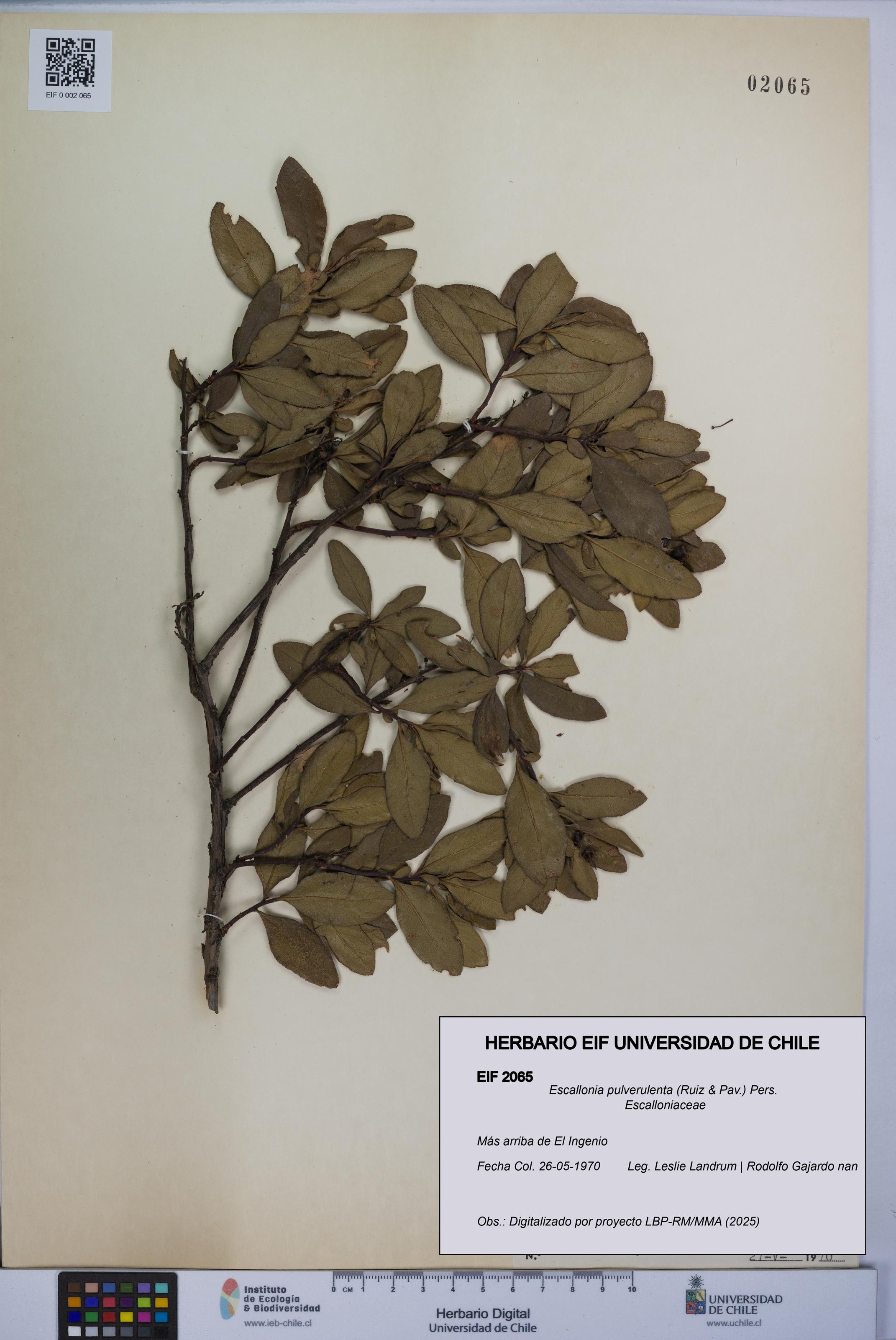 Escallonia pulverulenta [Espécimen: UCH:EIF:0002065]