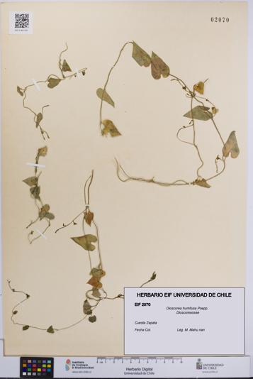 Dioscorea humifusa [Espécimen: UCH:EIF:0002070]