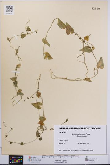 Dioscorea humifusa [Espécimen: UCH:EIF:0002070]