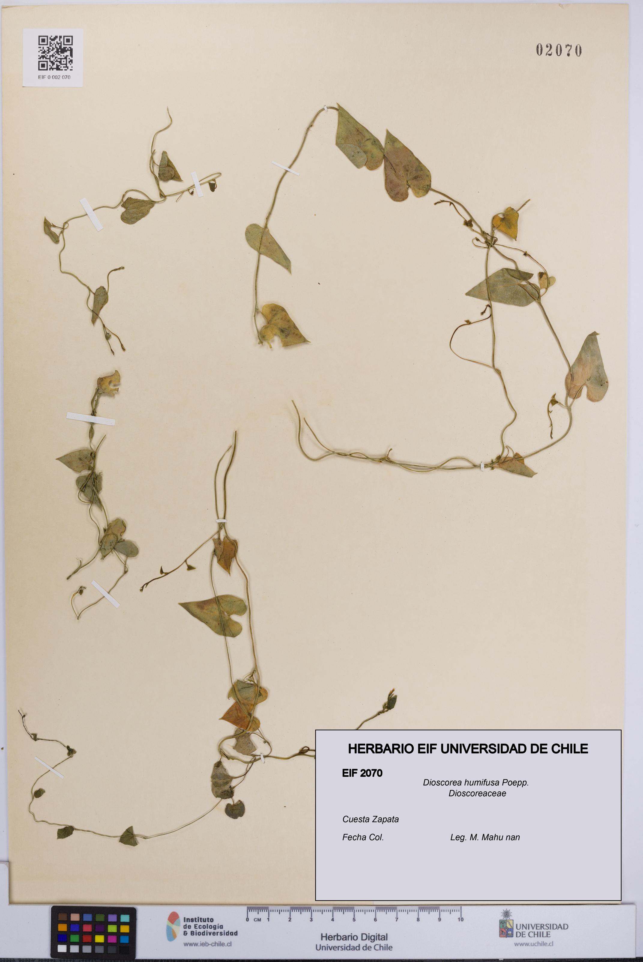 Dioscorea humifusa [Espécimen: UCH:EIF:0002070]