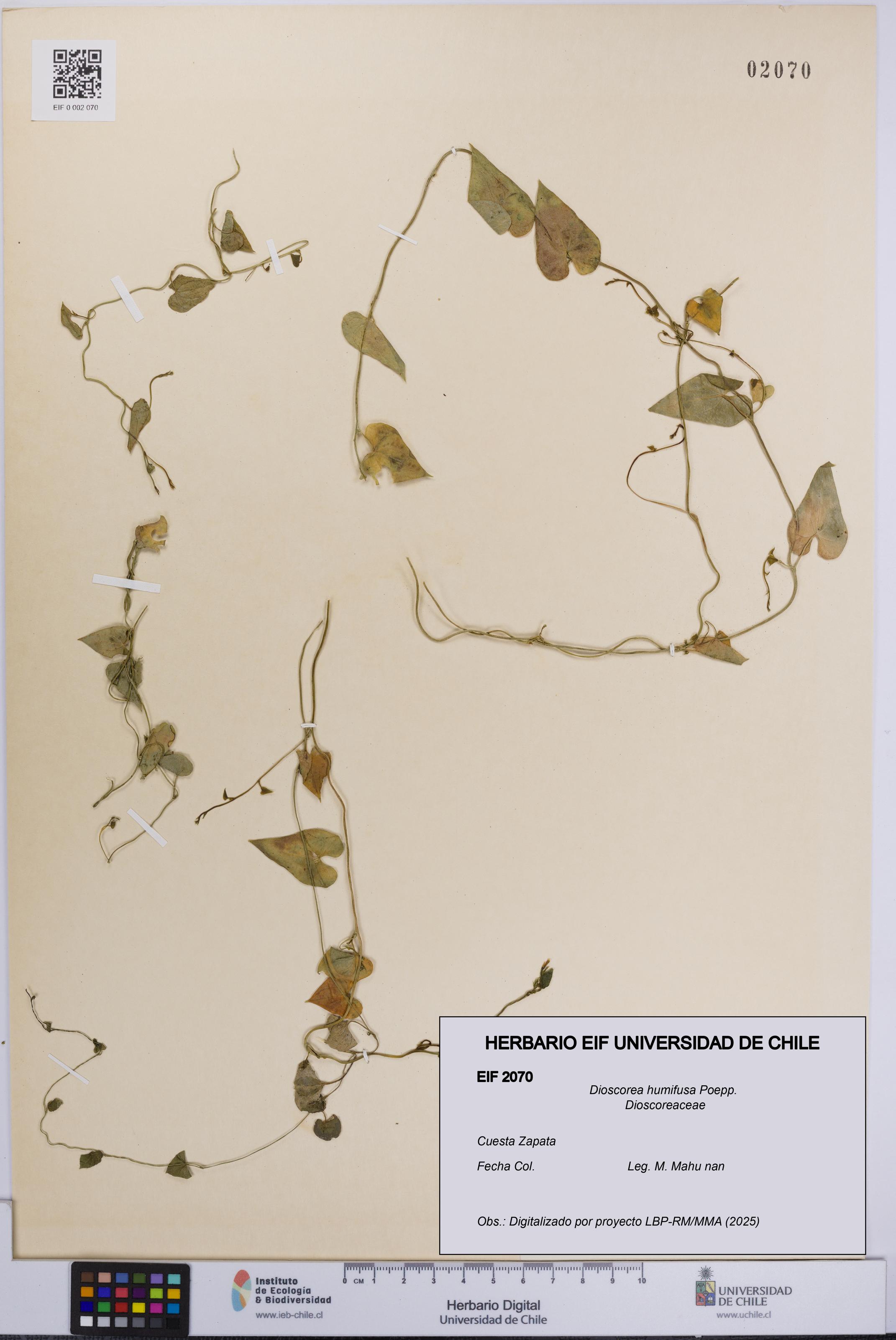 Dioscorea humifusa [Espécimen: UCH:EIF:0002070]