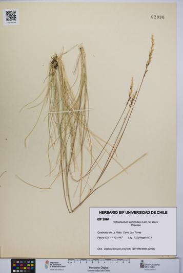 Piptochaetium panicoides [Espécimen: UCH:EIF:0002096]