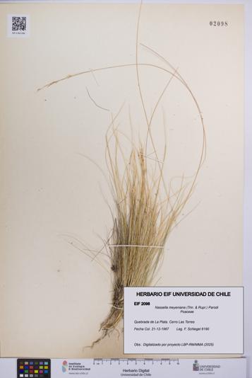 Nassella meyeniana [Espécimen: UCH:EIF:0002098]