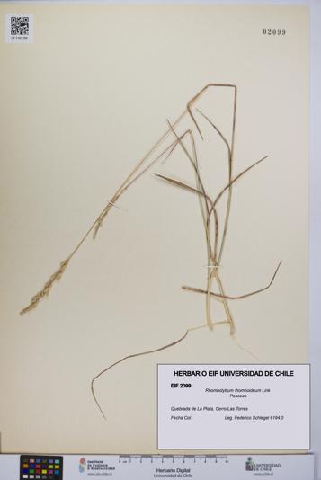 Rhombolytrum rhomboideum [Espécimen: UCH:EIF:0002099]