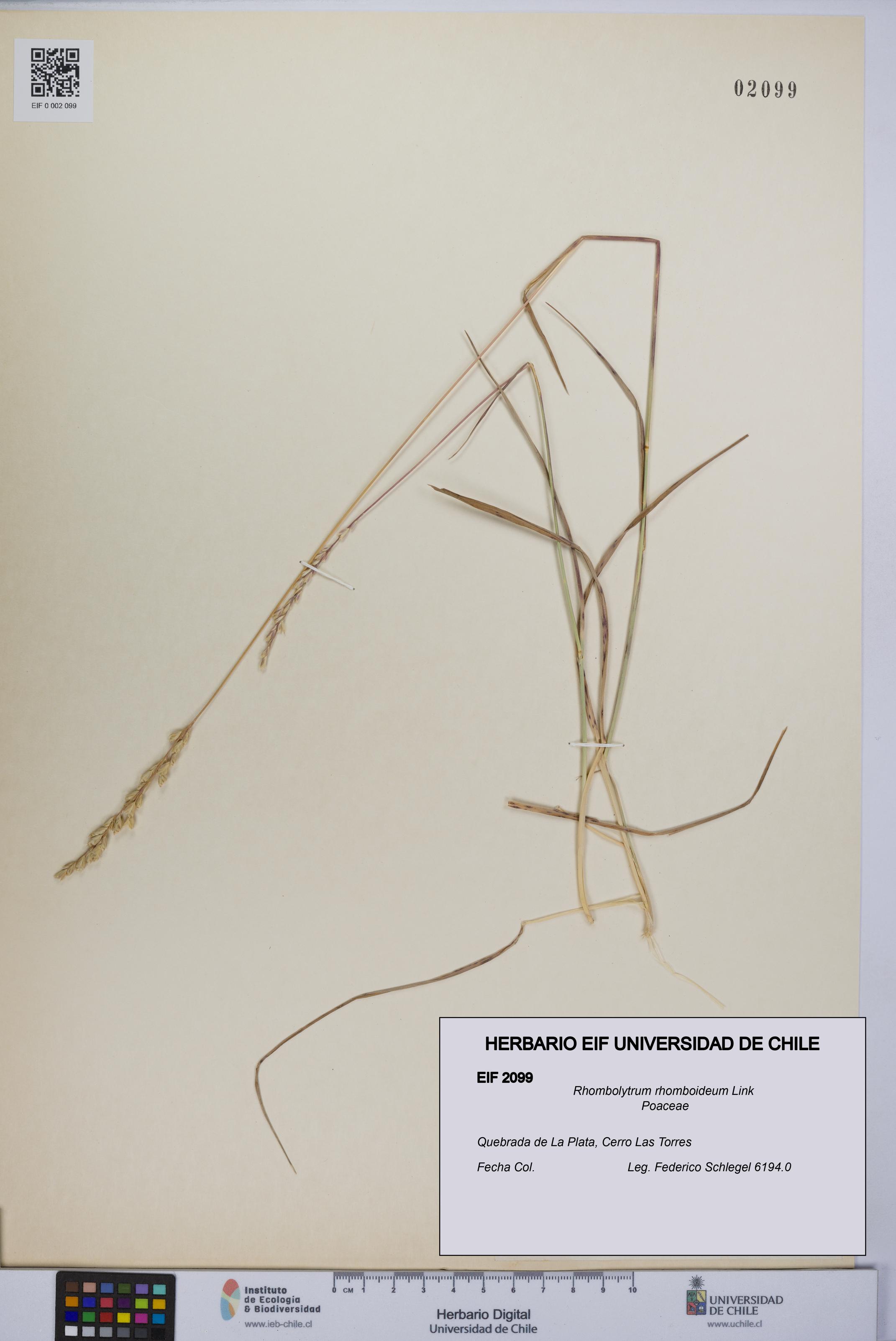 Rhombolytrum rhomboideum [Espécimen: UCH:EIF:0002099]