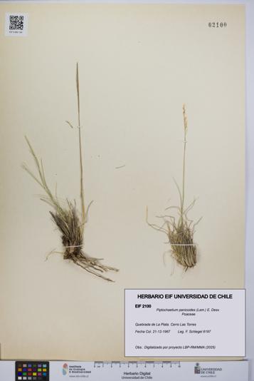 Piptochaetium panicoides [Espécimen: UCH:EIF:0002100]