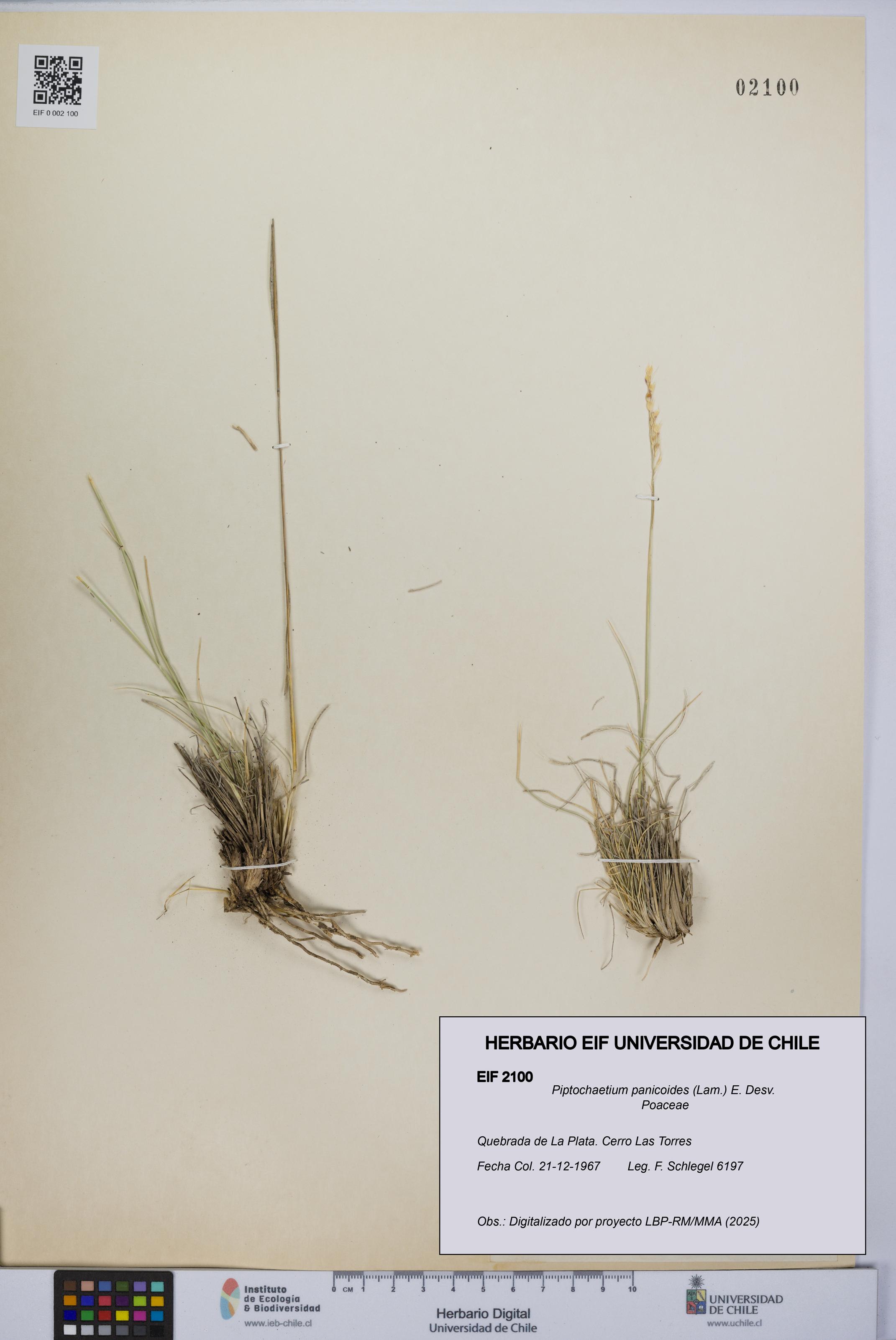 Piptochaetium panicoides [Espécimen: UCH:EIF:0002100]