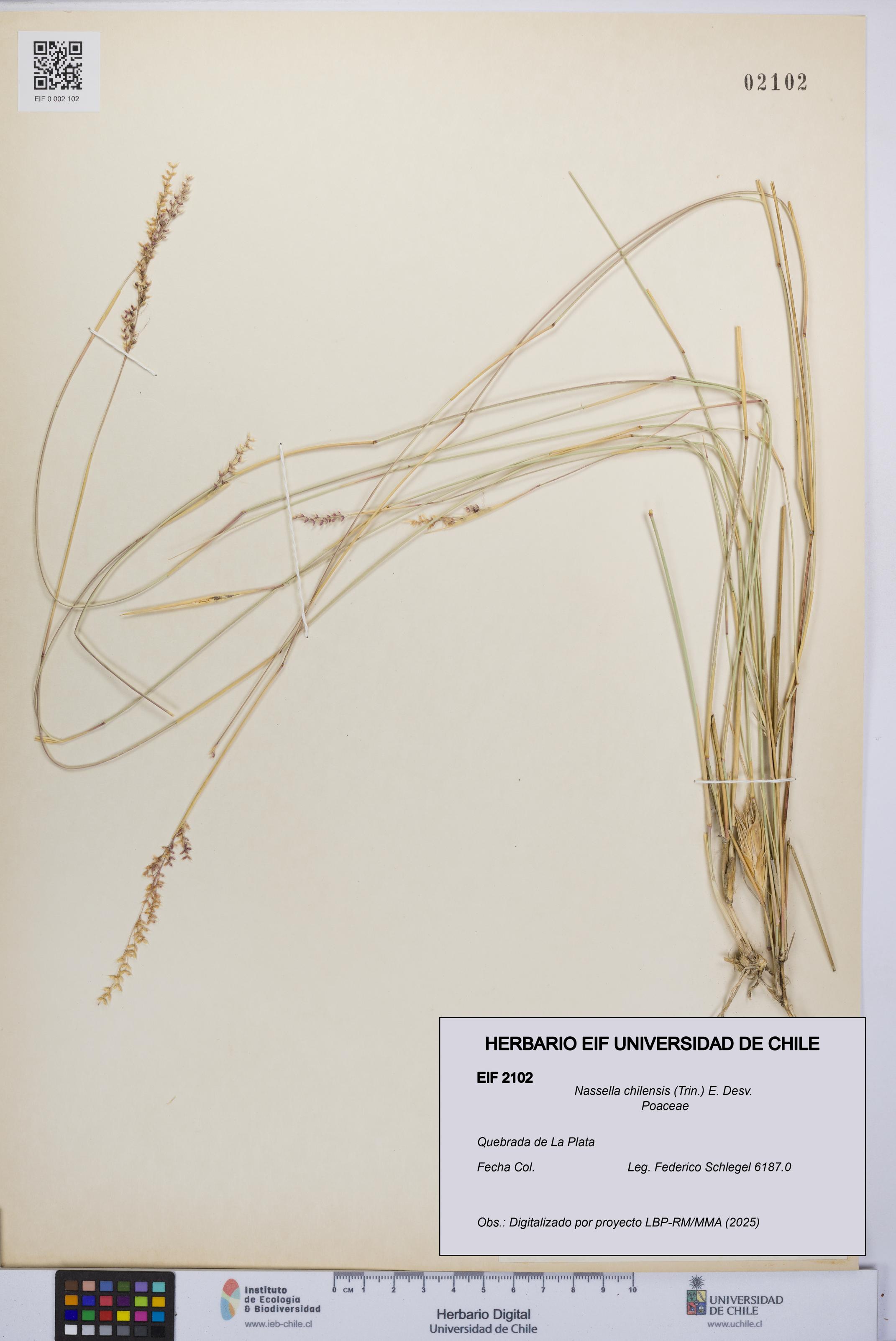Nassella chilensis [Espécimen: UCH:EIF:0002102]