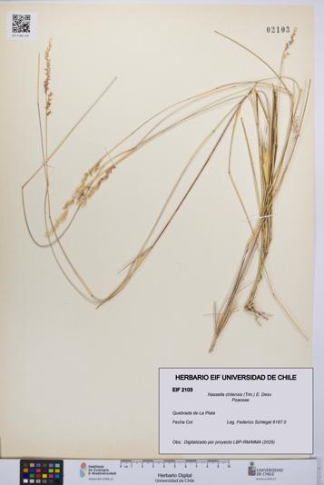 Nassella chilensis [Espécimen: UCH:EIF:0002103]