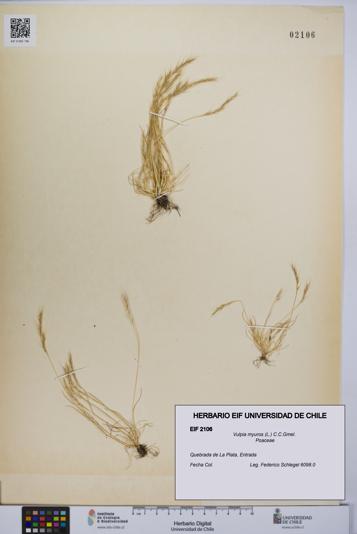 Vulpia myuros [Espécimen: UCH:EIF:0002106]