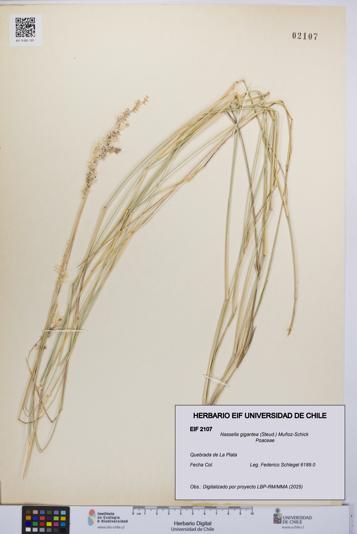 Nassella gigantea [Espécimen: UCH:EIF:0002107]