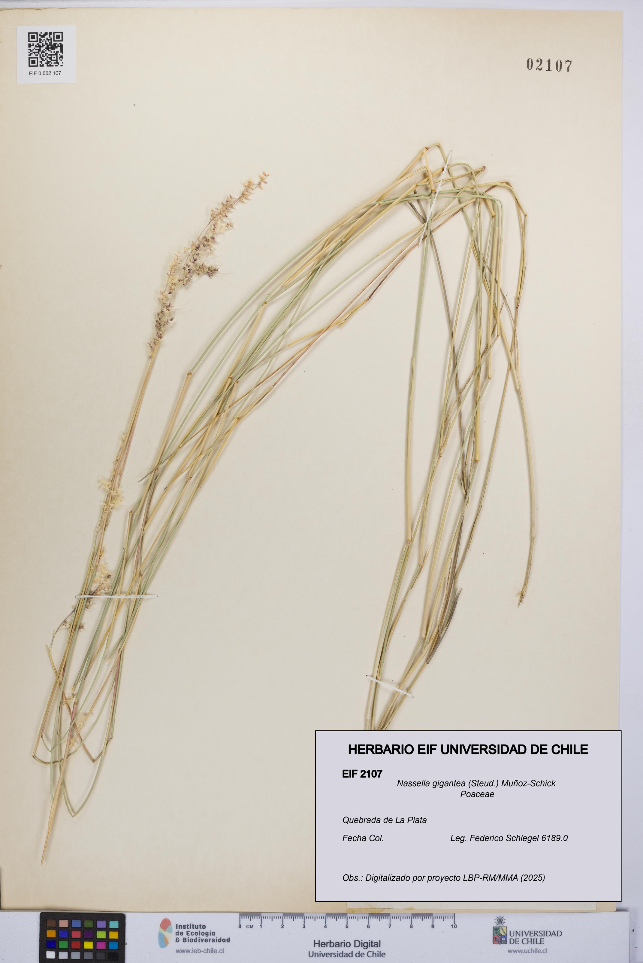 Nassella gigantea [Espécimen: UCH:EIF:0002107]