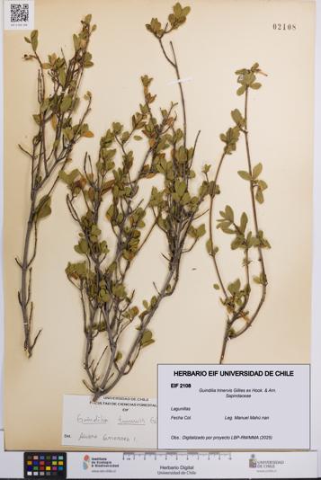 Guindilia trinervis [Espécimen: UCH:EIF:0002108]