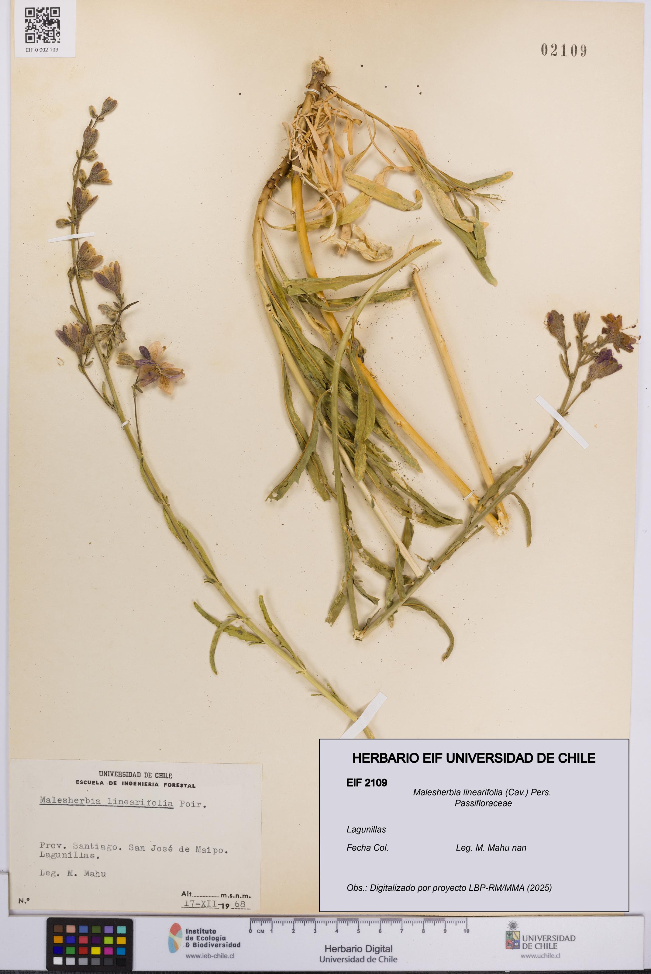 Malesherbia linearifolia [Espécimen: UCH:EIF:0002109]