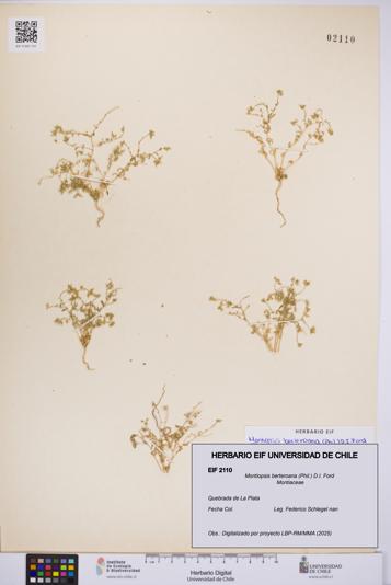 Montiopsis berteroana [Espécimen: UCH:EIF:0002110]