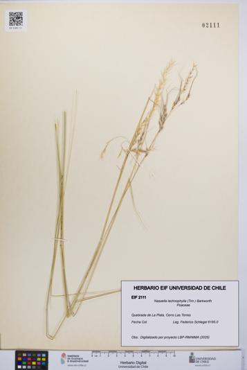 Nassella lachnophylla [Espécimen: UCH:EIF:0002111]