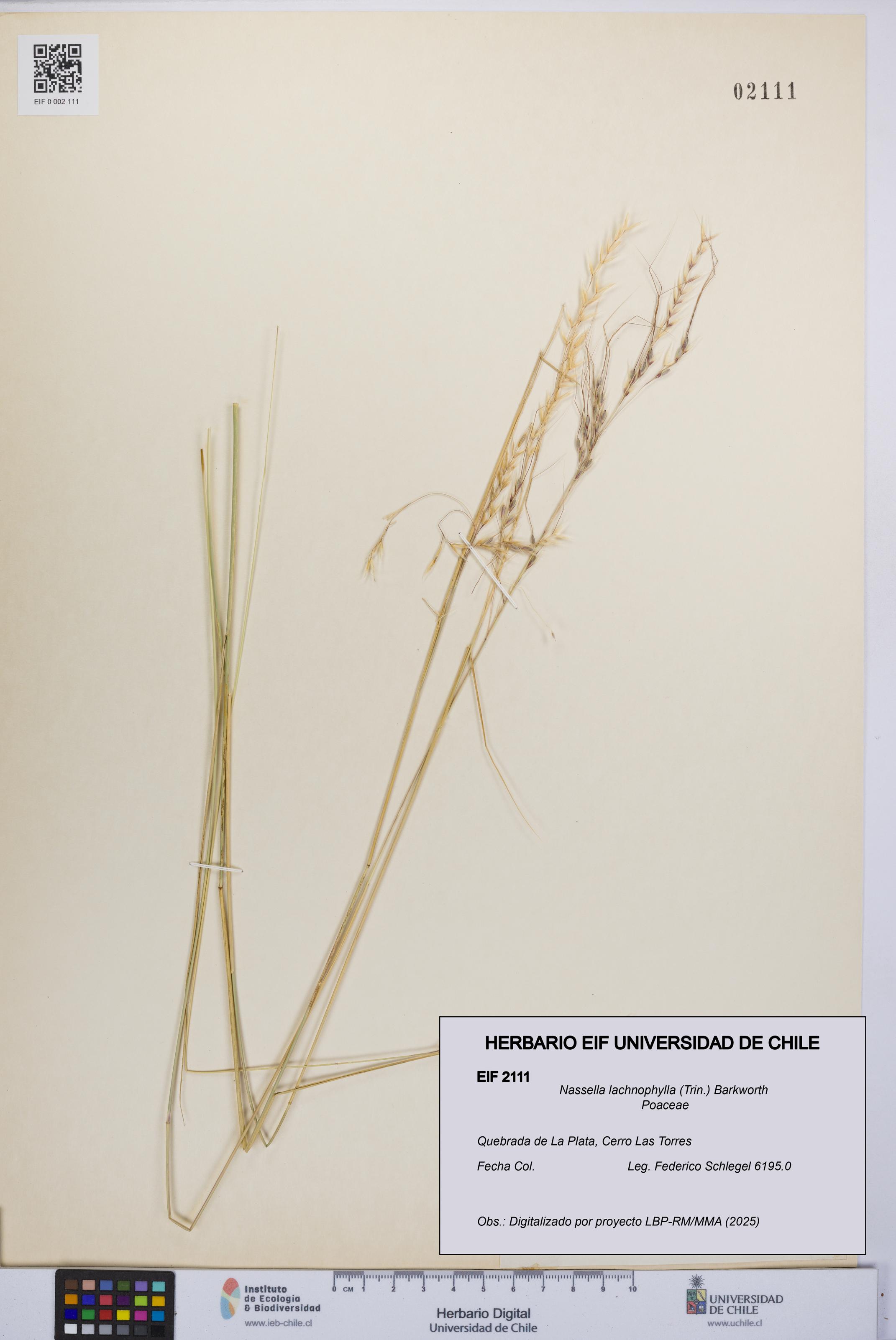 Nassella lachnophylla [Espécimen: UCH:EIF:0002111]