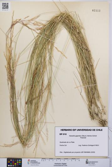 Nassella gigantea [Espécimen: UCH:EIF:0002112]