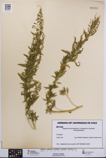Dysphania ambrosioides [Espécimen: UCH:EIF:0002123]