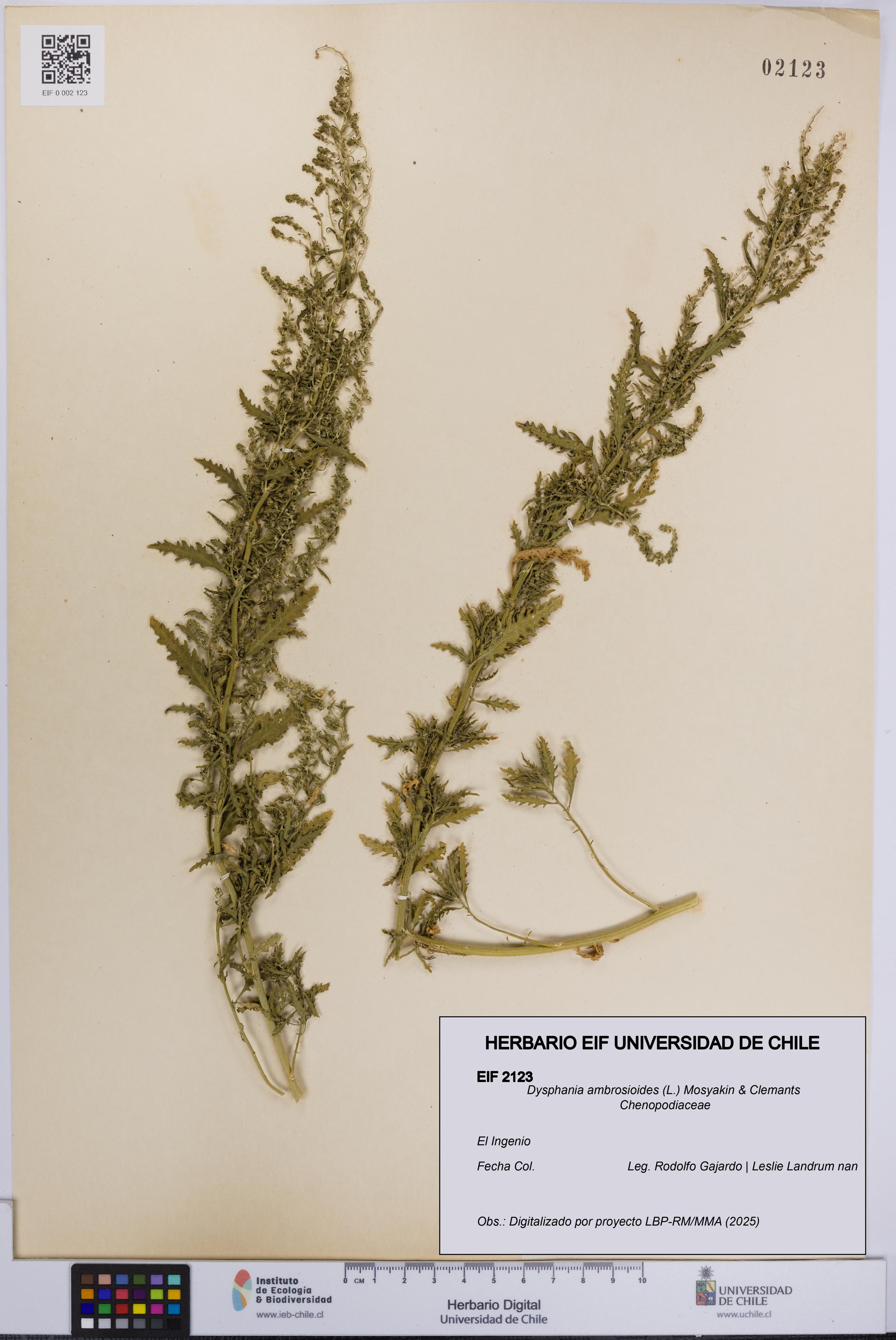 Dysphania ambrosioides [Espécimen: UCH:EIF:0002123]