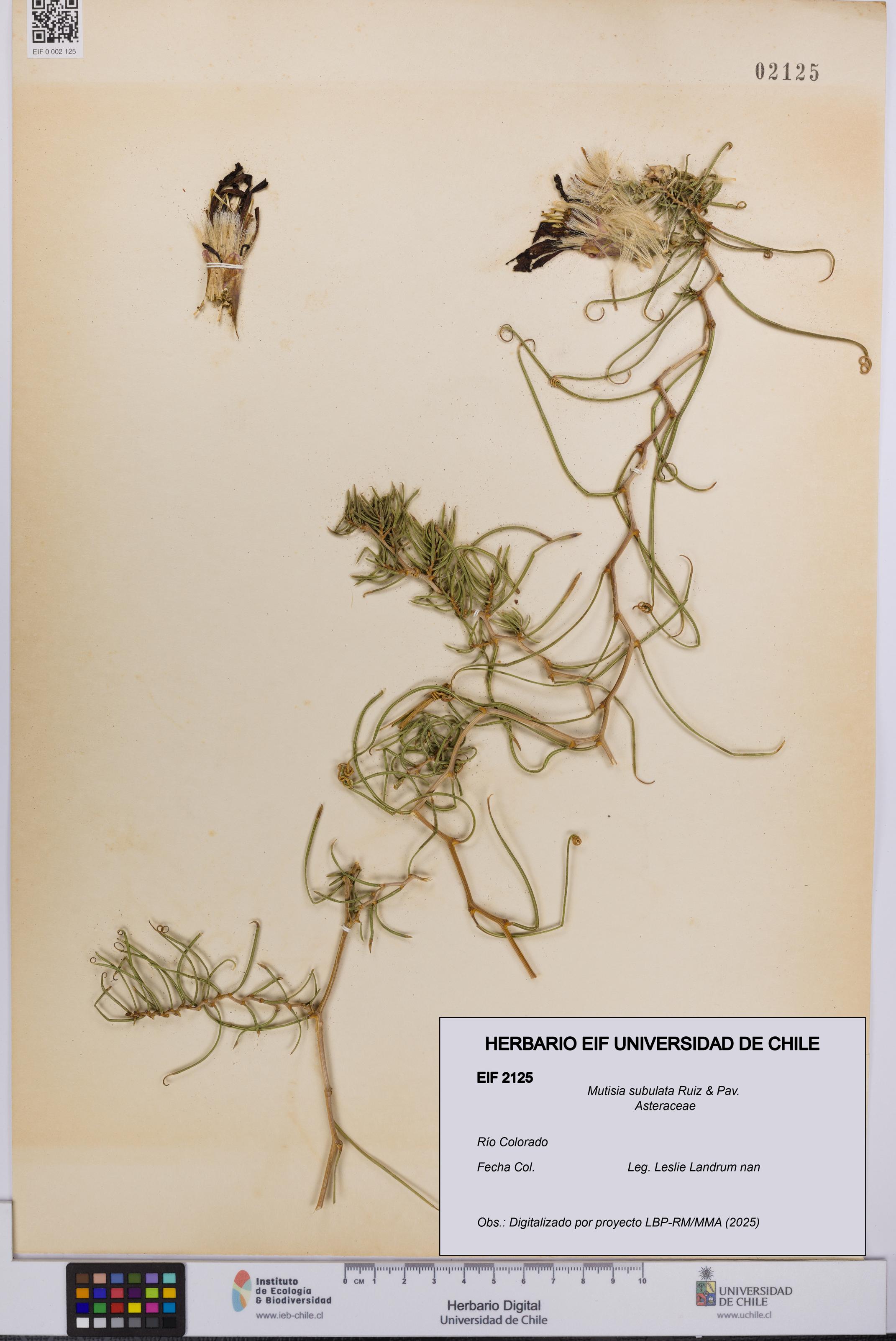 Mutisia subulata [Espécimen: UCH:EIF:0002125]
