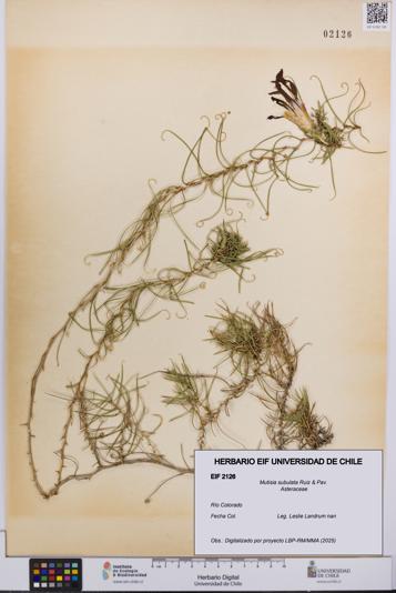 Mutisia subulata [Espécimen: UCH:EIF:0002126]