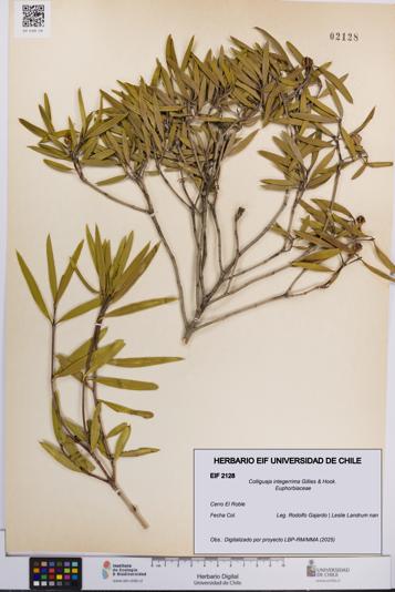 Colliguaja integerrima [Espécimen: UCH:EIF:0002128]