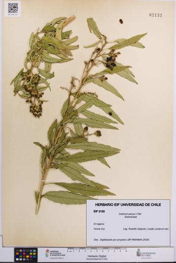 Cestrum parqui [Espécimen: UCH:EIF:0002132]