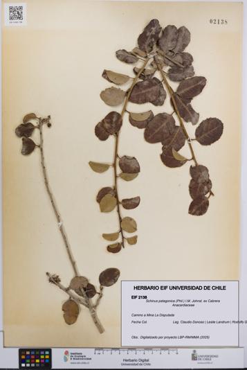 Schinus patagonica [Espécimen: UCH:EIF:0002138]