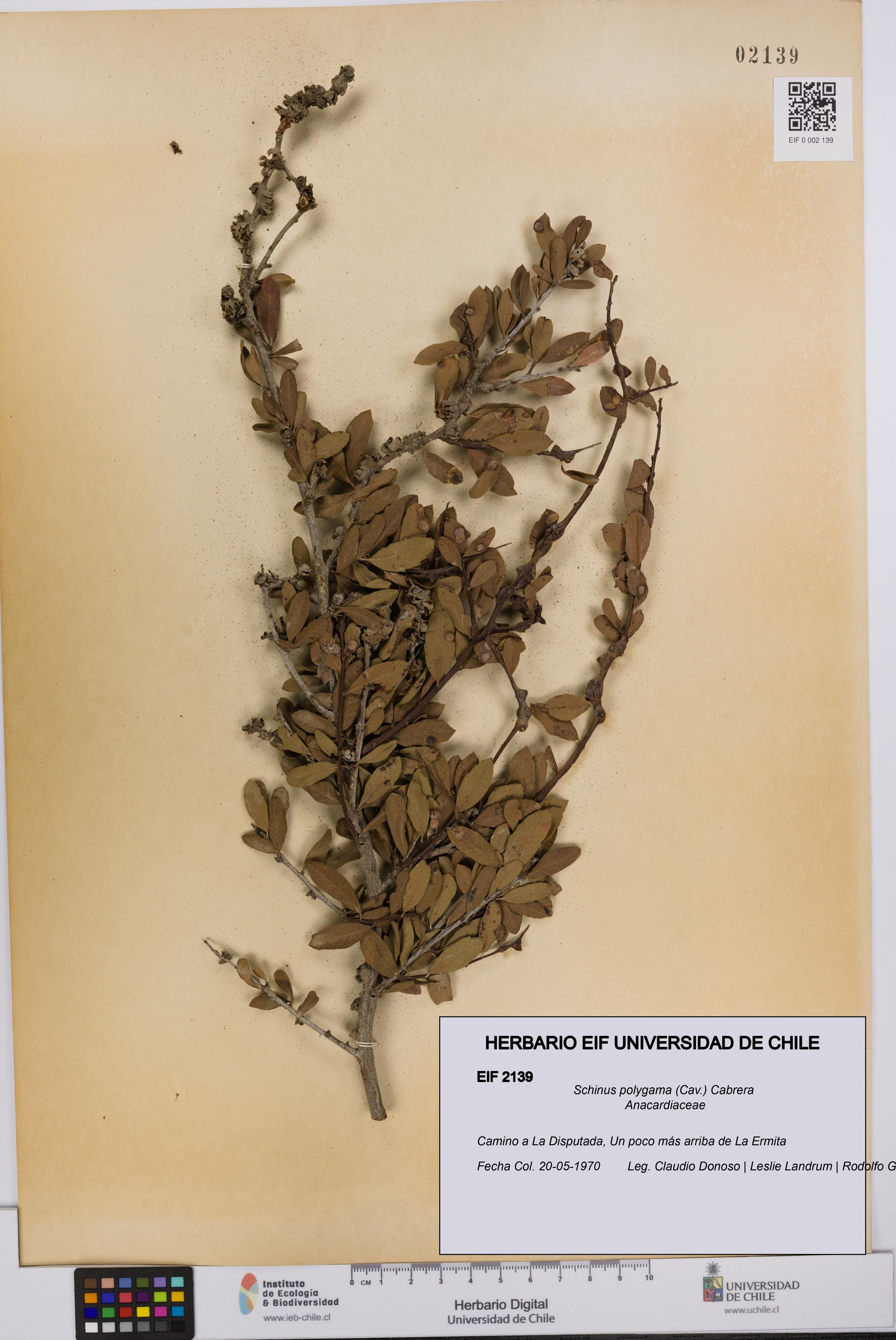 Schinus polygama [Espécimen: UCH:EIF:0002139]