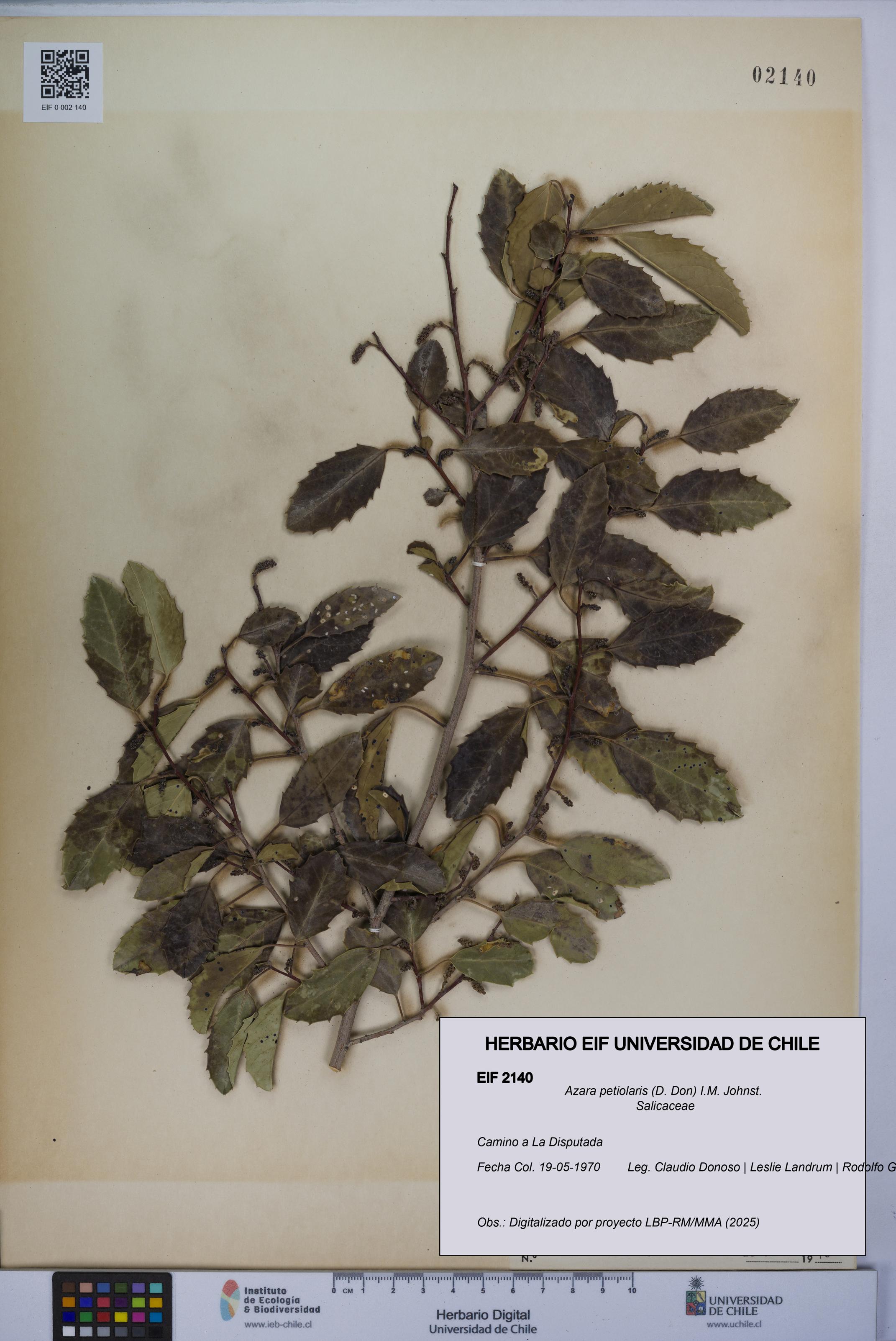 Azara petiolaris [Espécimen: UCH:EIF:0002140]