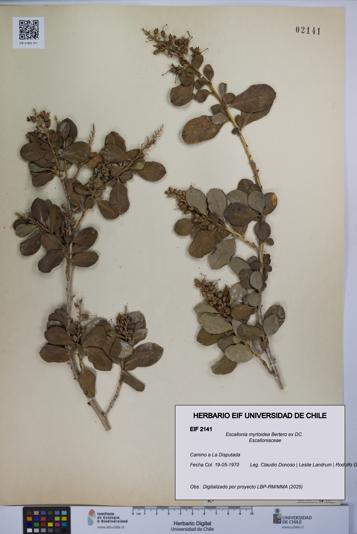 Escallonia myrtoidea [Espécimen: UCH:EIF:0002141]