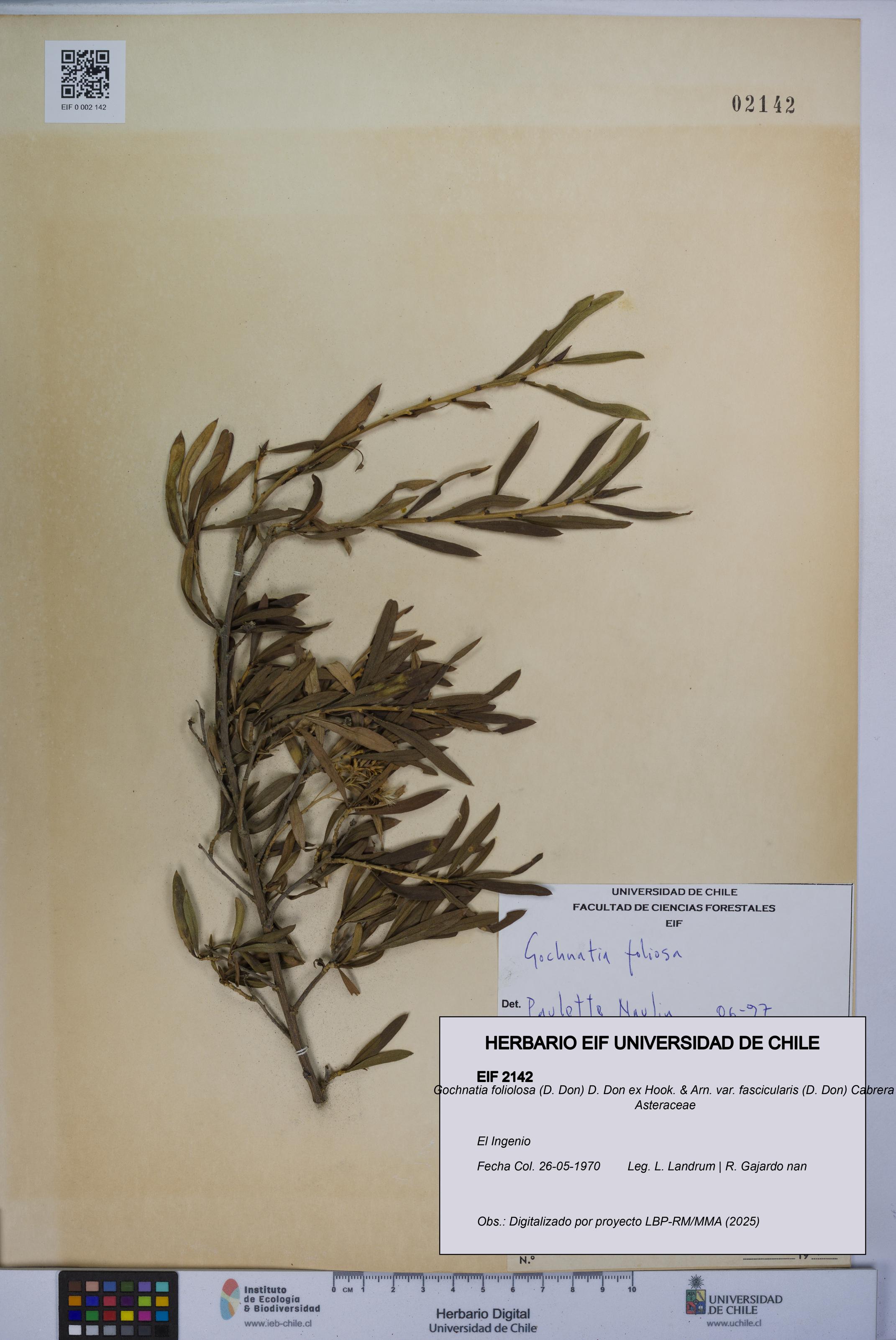 Gochnatia foliolosa var. fascicularis [Espécimen: UCH:EIF:0002142]