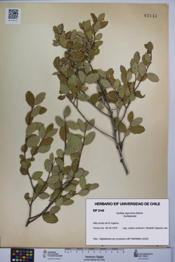 Quillaja saponaria [Espécimen: UCH:EIF:0002143]