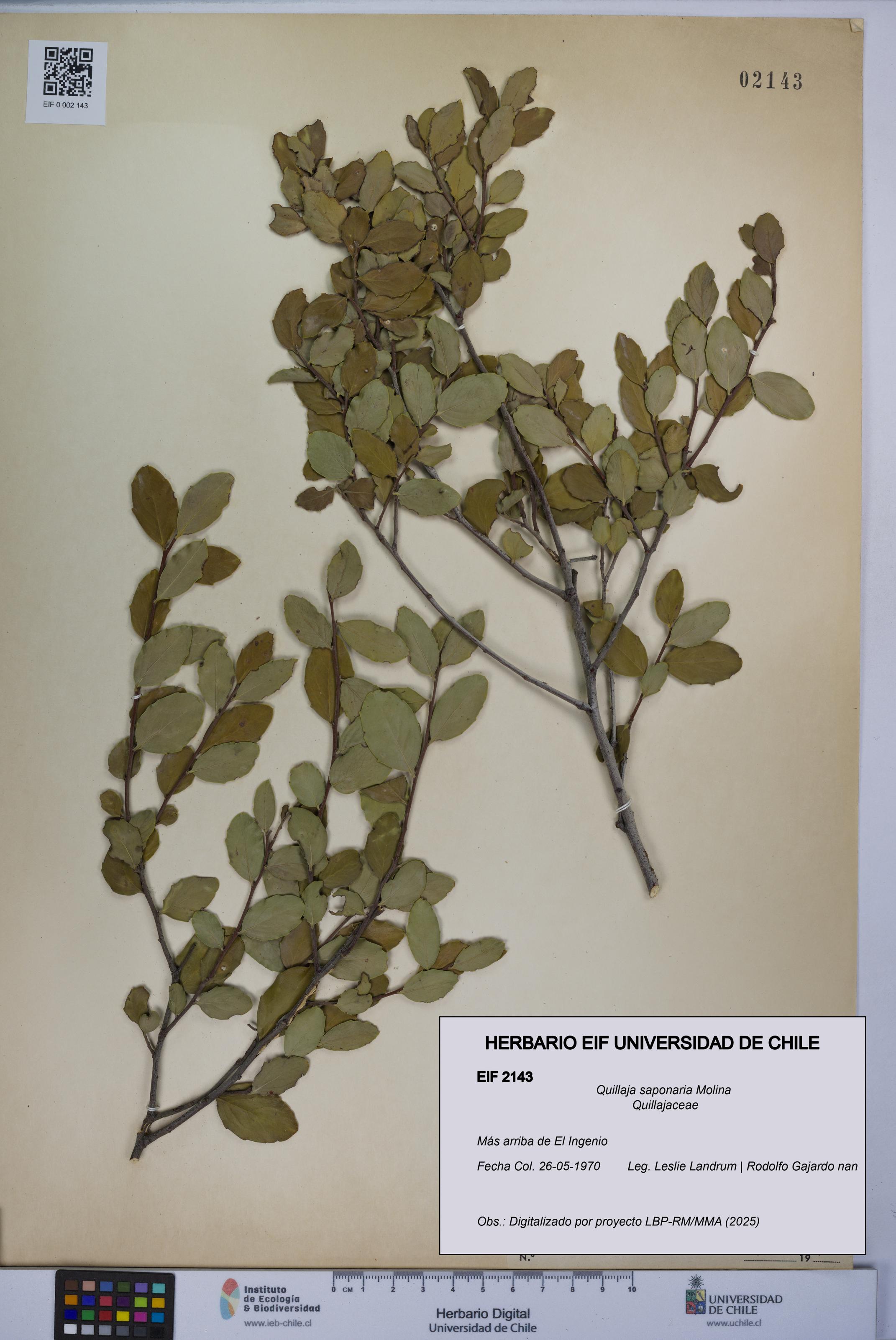 Quillaja saponaria [Espécimen: UCH:EIF:0002143]