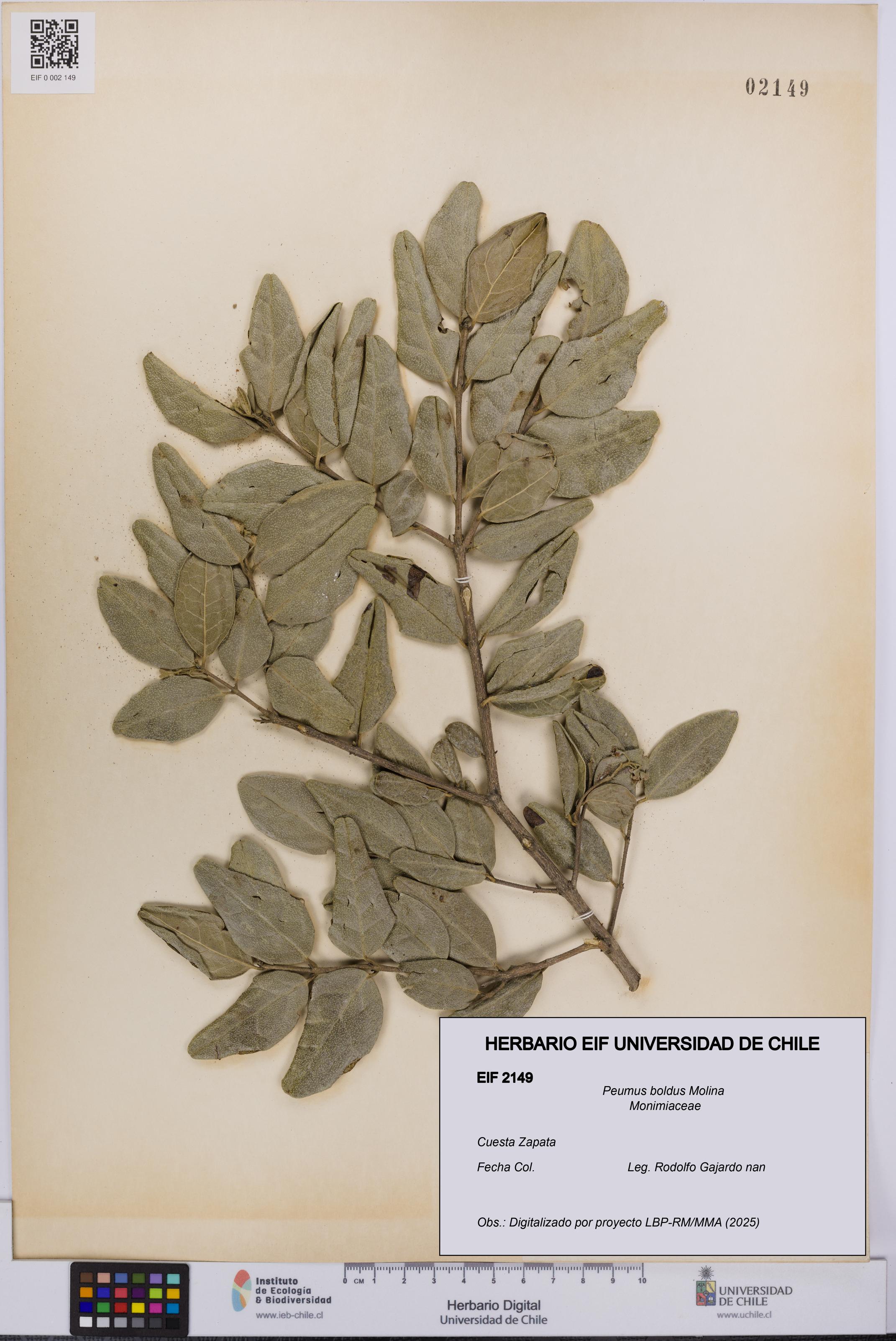 Peumus boldus [Espécimen: UCH:EIF:0002149]